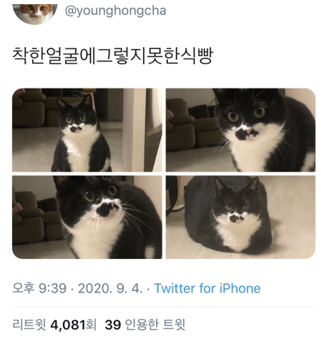  착한 얼굴에 그렇지 못한 식빵