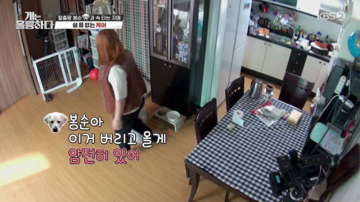  [다시보기,재방송]개는 훌륭하다 156회.230109.KOR.1080p.mp4.torrent
