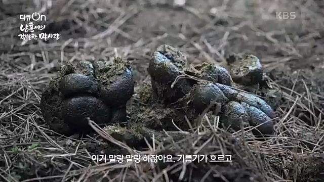 [189회] 다큐온 - KBS남훈 씨의 각별한 말 사랑] 연평균 1400여 마리의 경주마들이 경마장을 떠나 퇴역 경주마가 된다.ts_20230330_211154.276.jpg