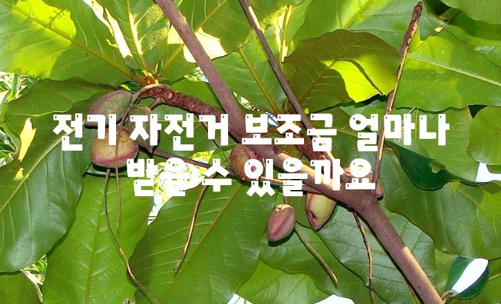 전기 자전거 보조금 얼마나 받을 수 있을까요