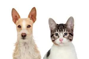 고양이