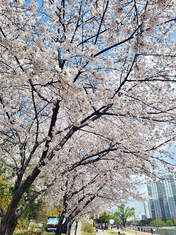 대구 수성교 길옆에 피어있는 벚꽃나무들