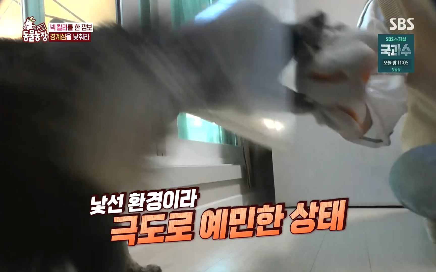 TV 동물농장.E1089.221002p.H264-F1RST.mp4_20221002_181937.043.jpg