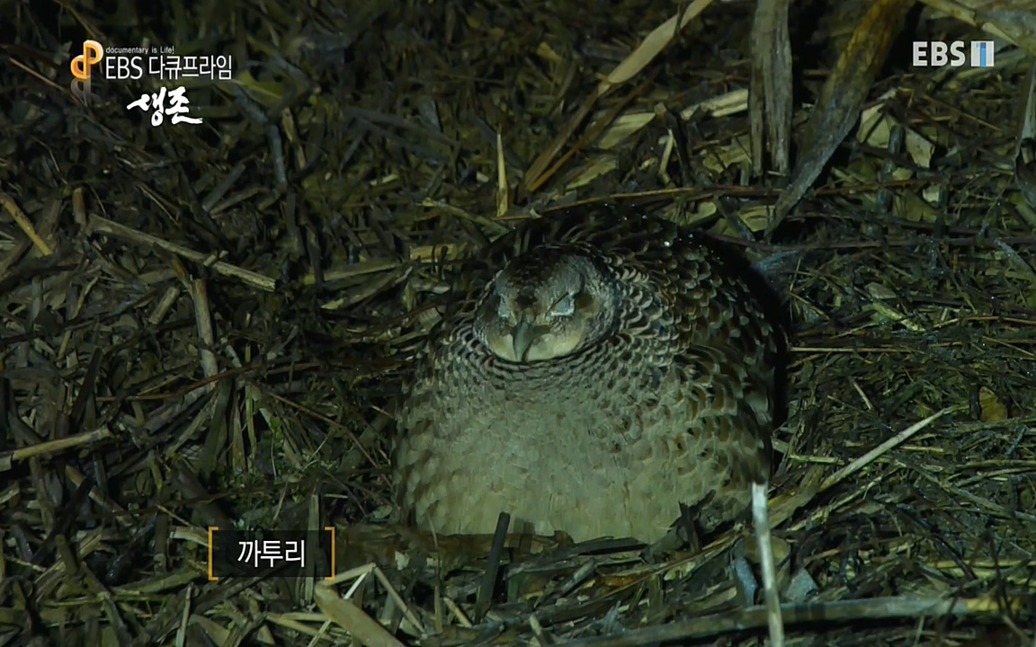 생존 3부_ EBS 다큐프라임_ 220629.avi_20220701_210558.267.jpg