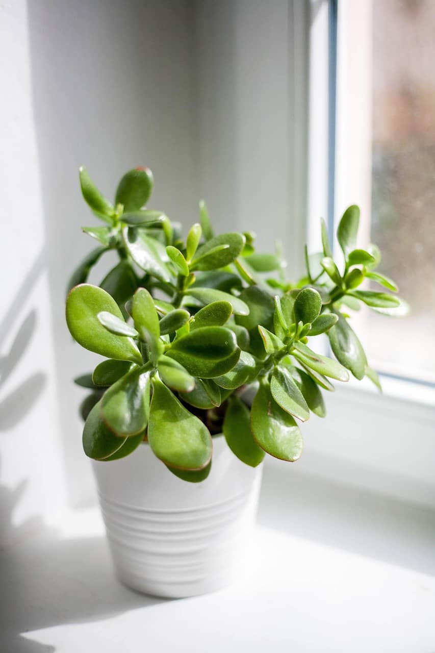 자취방 미니 정원 만들기 – 좁은 공간에서 식물과 함께하는 방법 - Indoor Plant Selection Tips for Beginners