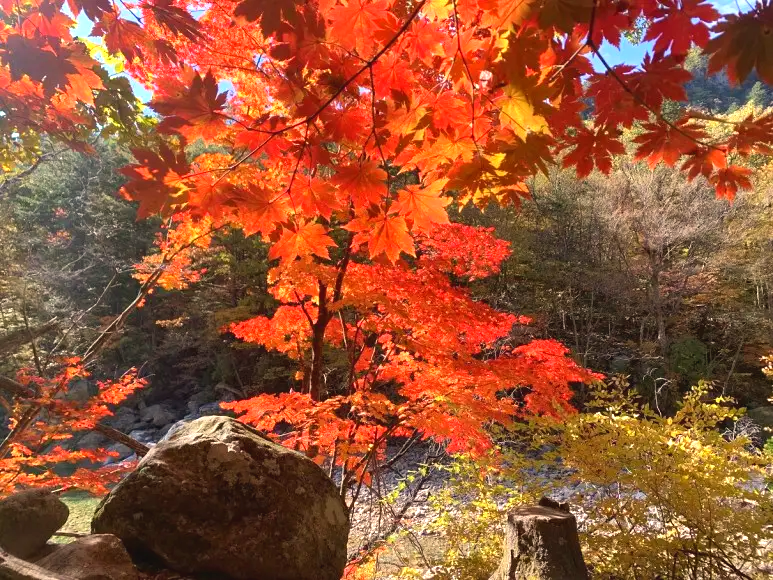 단풍