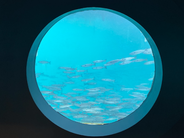 잠수함에서 바다보기