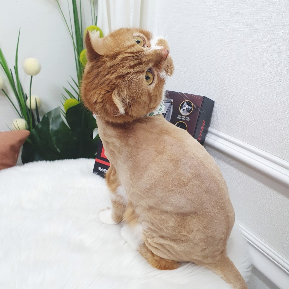 강아지 미용기계 추천 고양이 셀프미용 강아지 바리깡 4