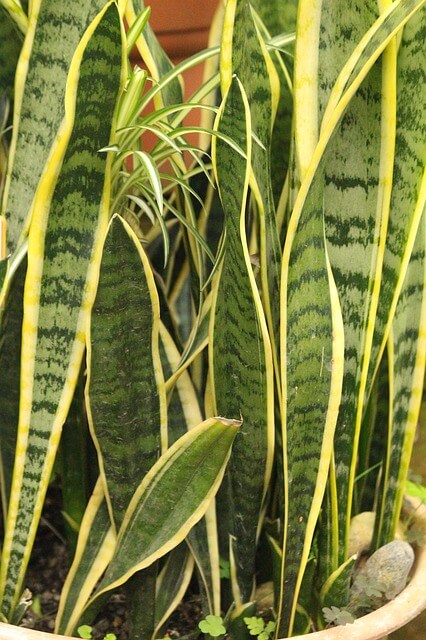  산세베리아 식물 사진