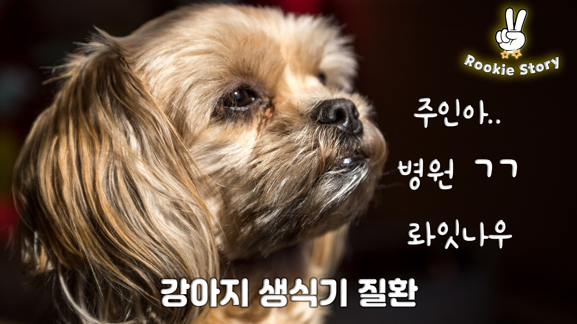  강아지 중성화수술, 자궁축농증, 전립선 비대증, 고환암 생식기 질환