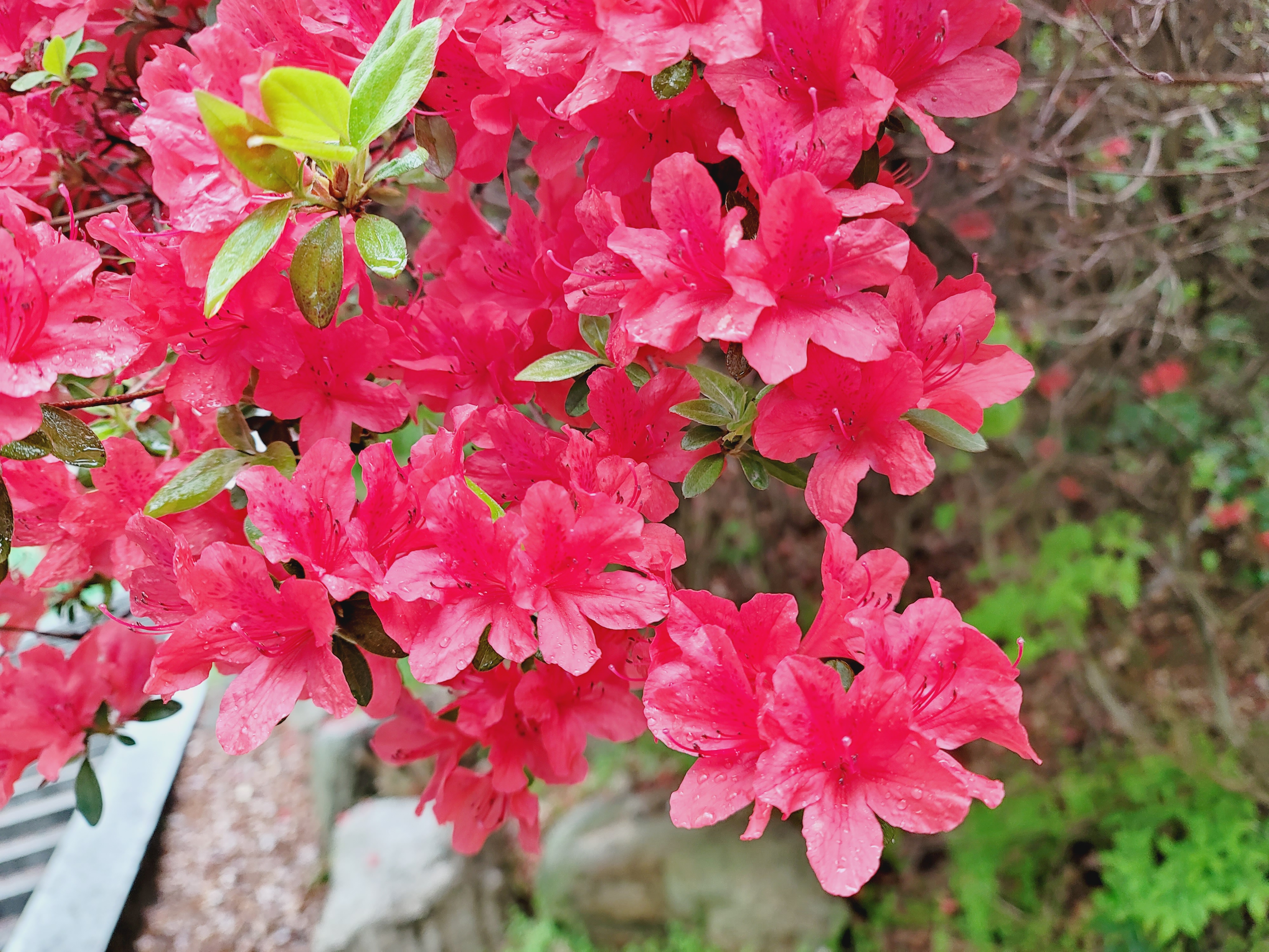 산철쭉 화단접대 13