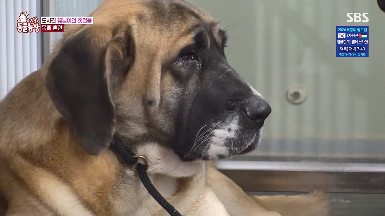 TV 동물농장.E1187.240902p-NEXT.mp4_20240901_155510.046.jpg