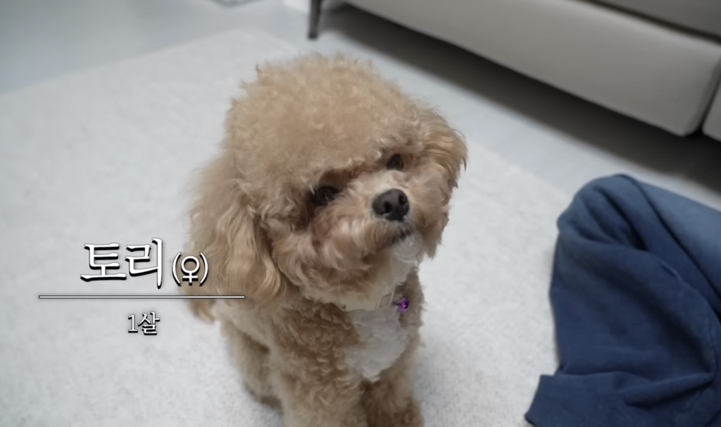 토리 이미지