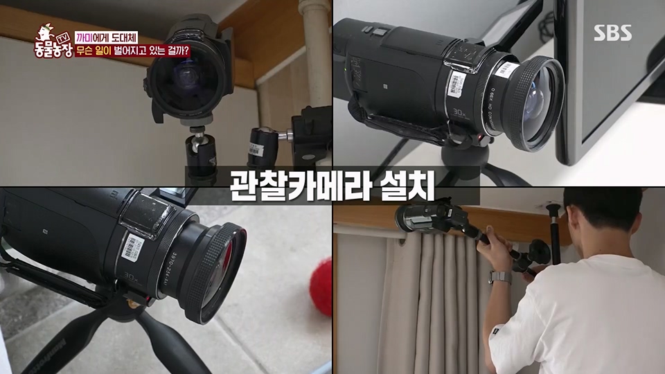 TV 동물농장.E1128.230709p.H264-F1RST.mp4_20230709_183540.164.jpg