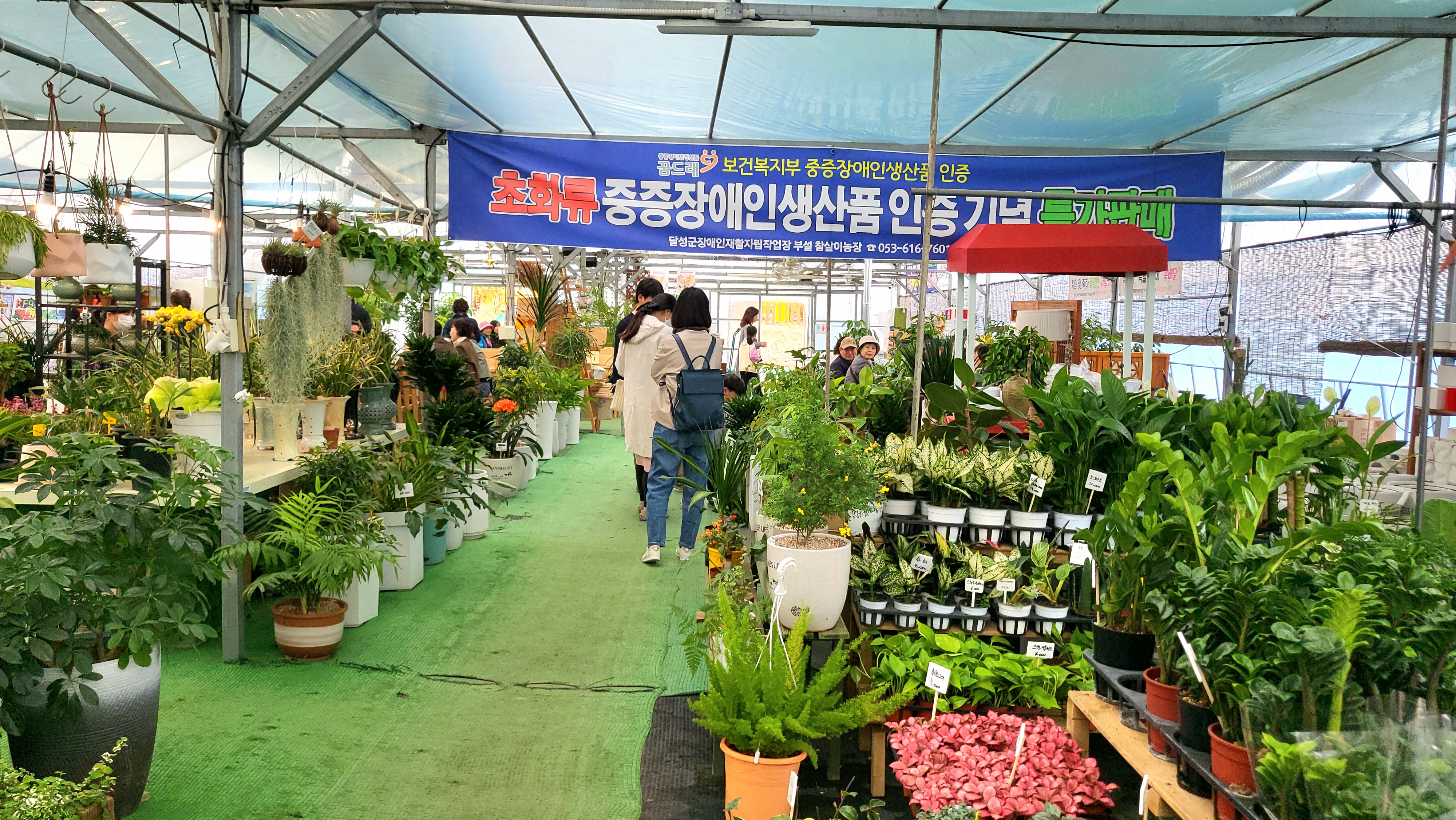대구 벚꽃밭 21