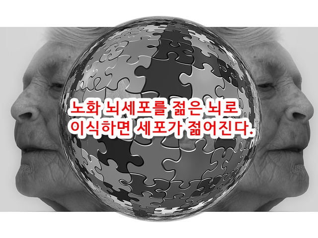  노화 뇌세포를 젊은 뇌로 이식하면 세포가 젊어진다.