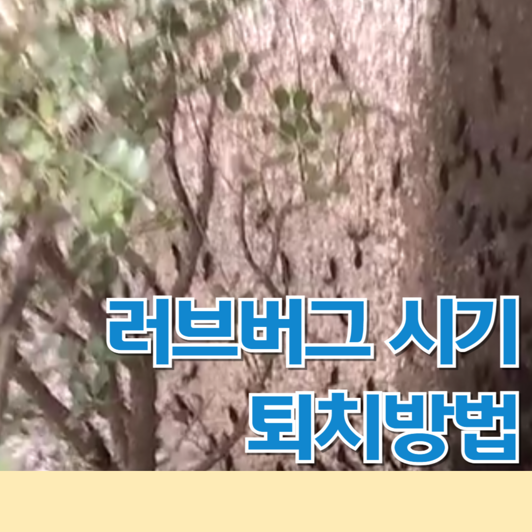 러브버그 시기 퇴치방법