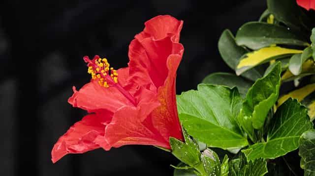 빨간색-히비스커스꽃과-꽃잎