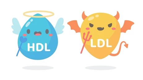 HDL 이미지