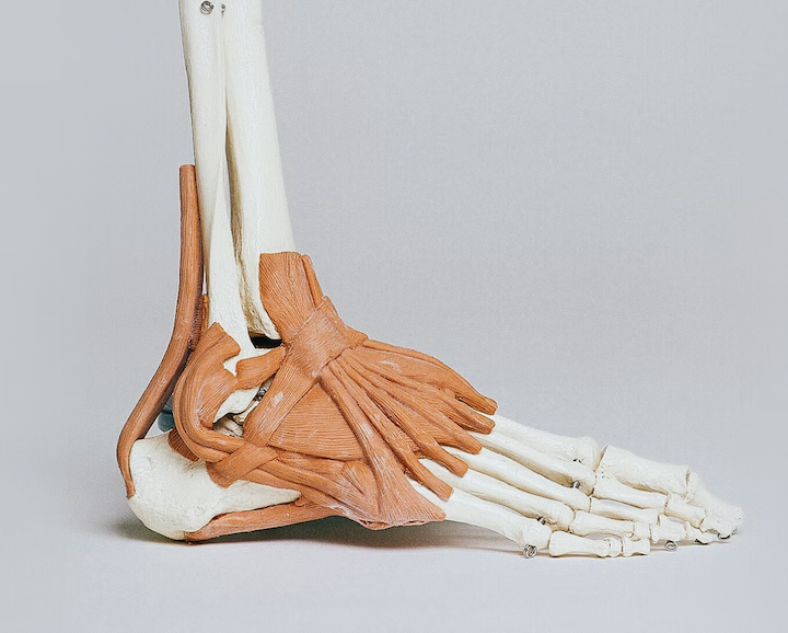 발 뼈 모형