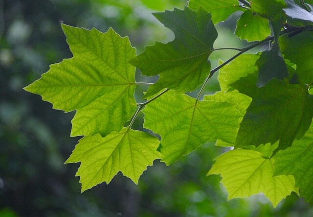 고로쇠 잎