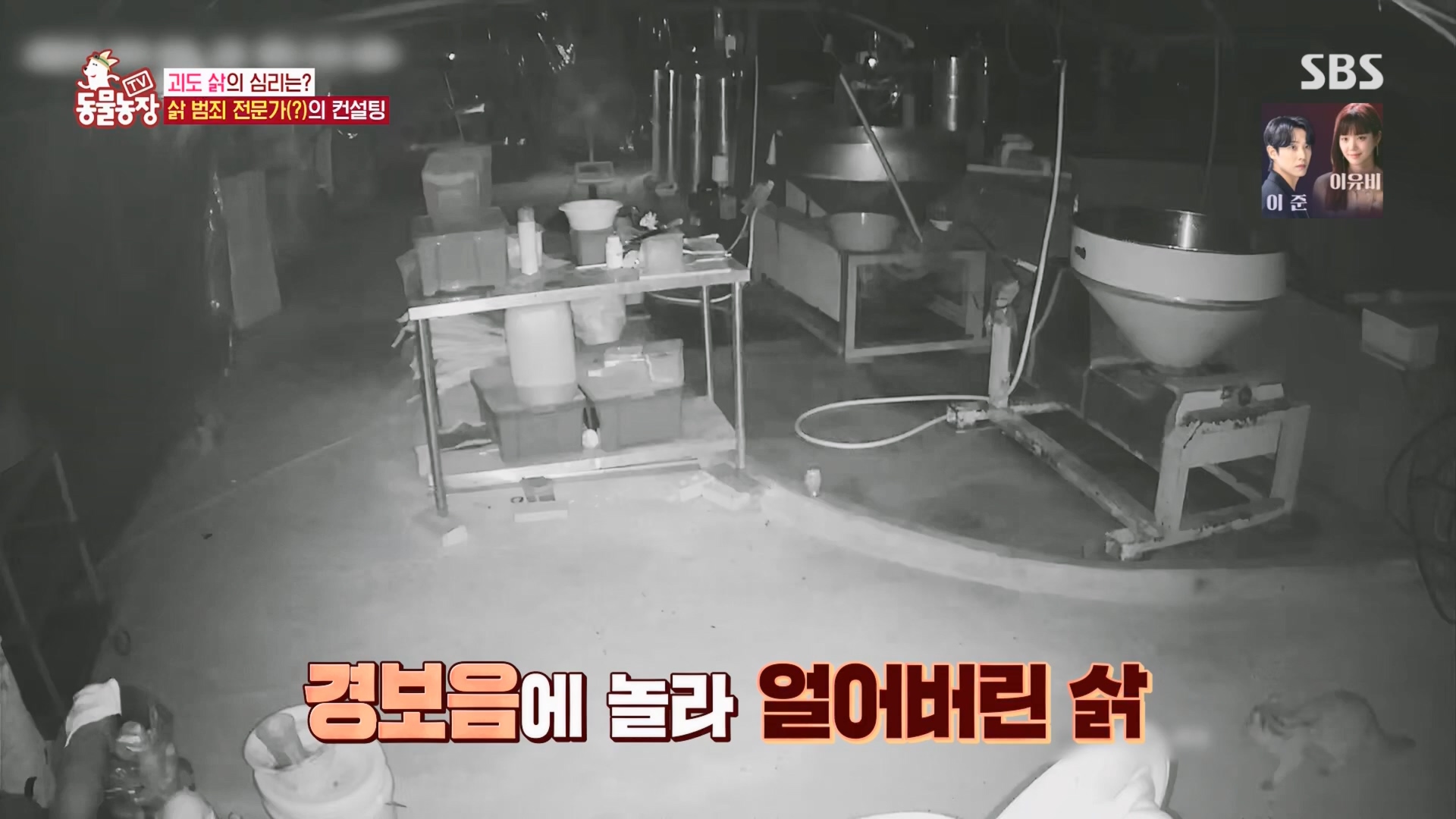 TV 동물농장.E1165.240331p.H264-F1RST.mp4_20240331_144350.240.jpg