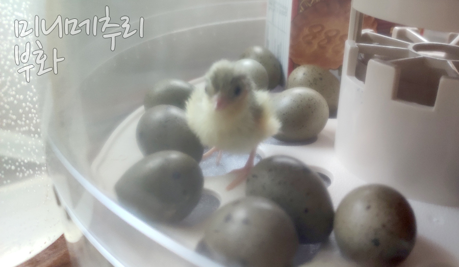 001 일반 정보 | 미니메추리 키우기 001 일반 정보 | 미니메추리 키우기