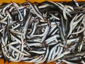 양미리 조림 레시피 및 맛있게 만드는 법_2