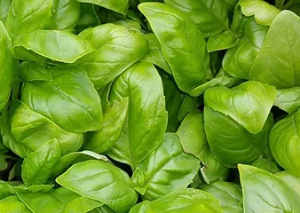  바질(Basil) 효능 및 먹는 방법