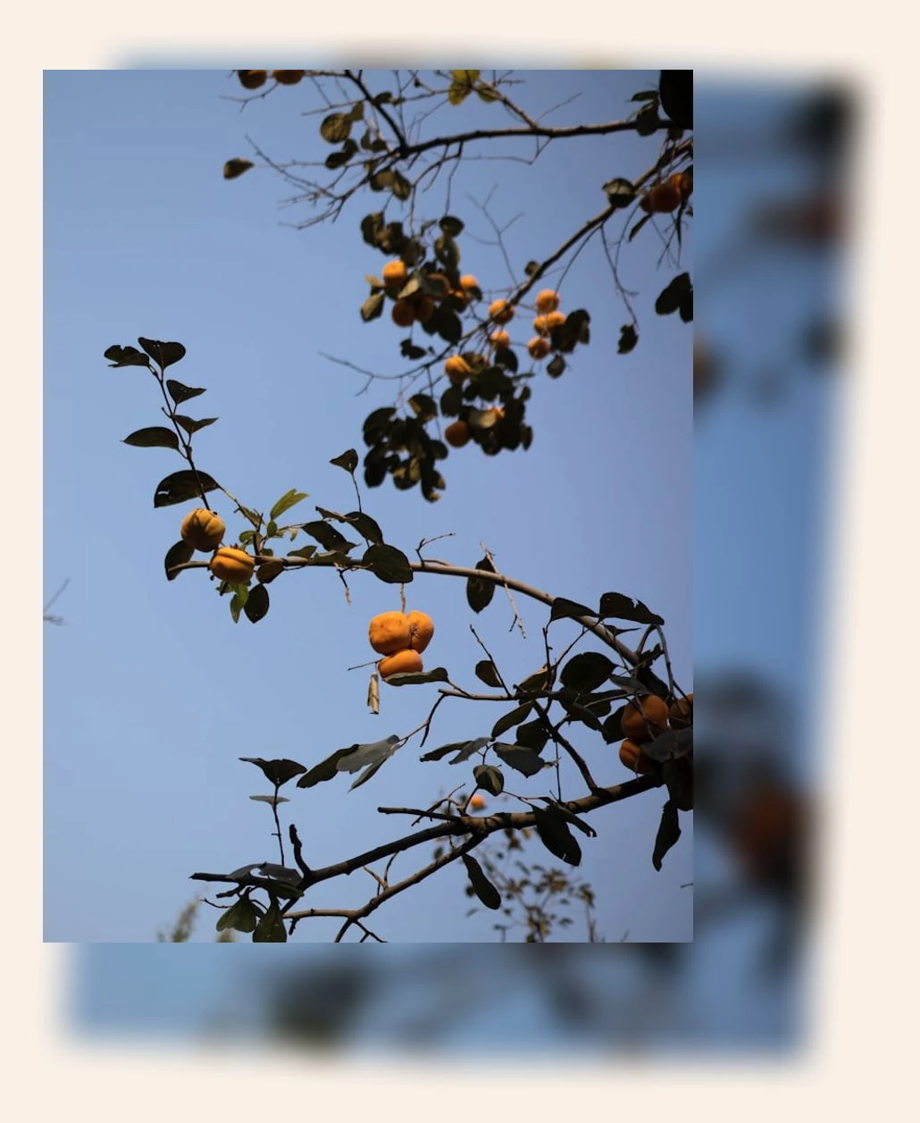 감의 효능_1_subsection