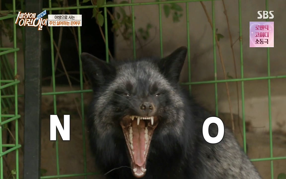 순간포착 세상에 이런일이.E1179.220511p-NEXT.mp4_20220511_175824.150.jpg