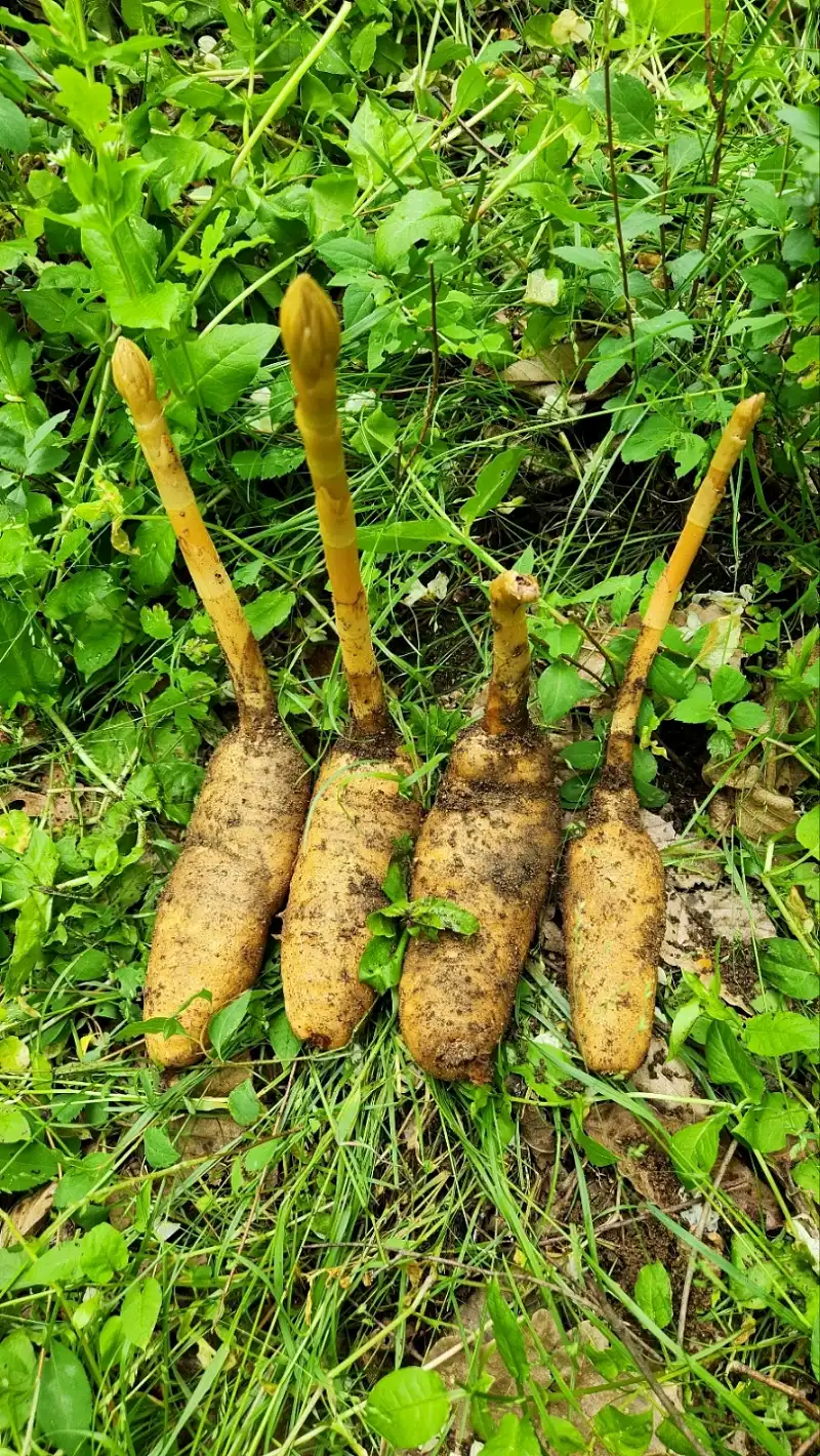 천마란 무엇인가요?
