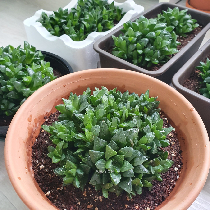 국민다육하월시아수 ? 그리고 4