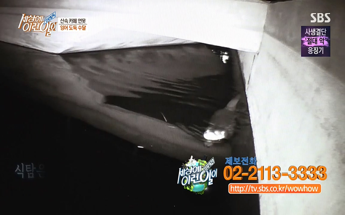 순간포착 세상에 이런일이.E1175.220413p-NEXT.mp4_20220413_175834.212.jpg