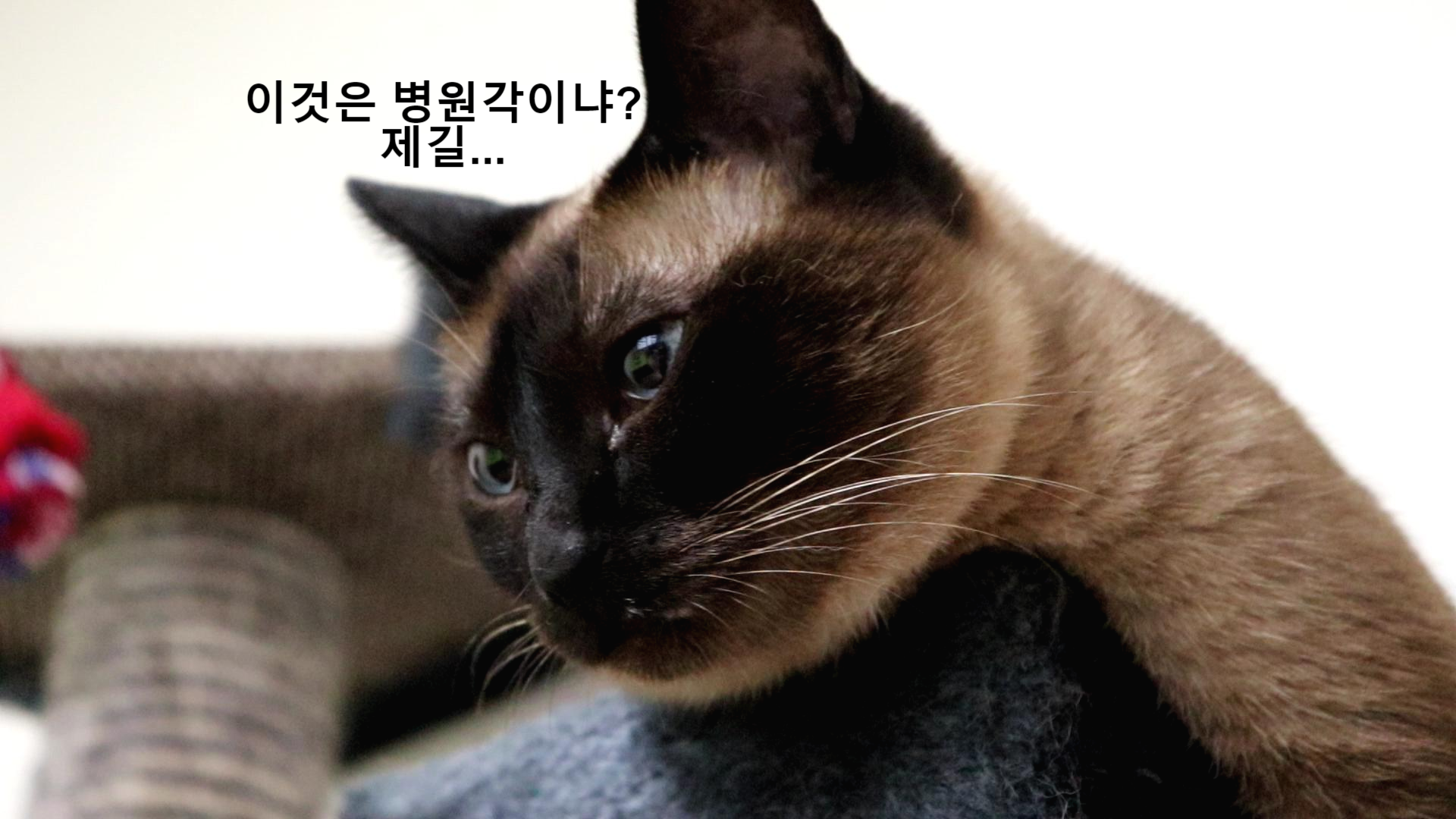  고양이가 아플때, 고양이 이상 징후, 고양이 병원 가야할때, 고양이가 평소와 다를때