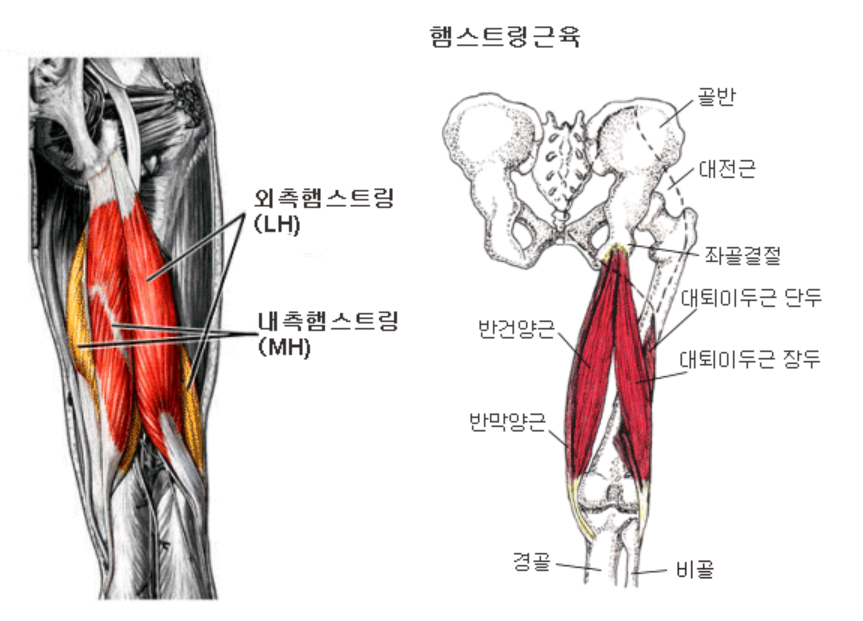  햄스트링은 신체의 어떤 부위인가? (손흥민 햄스트링 부상)