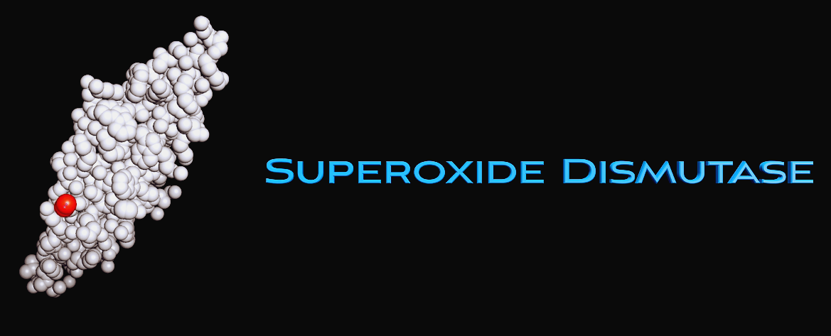 SOD-Superoxide-Dismutase-항산화-효소