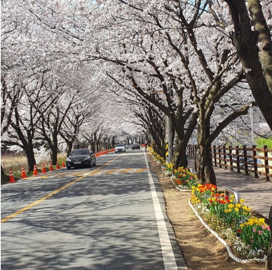 대전 대청호 벚꽃축제 정보 대전 여행