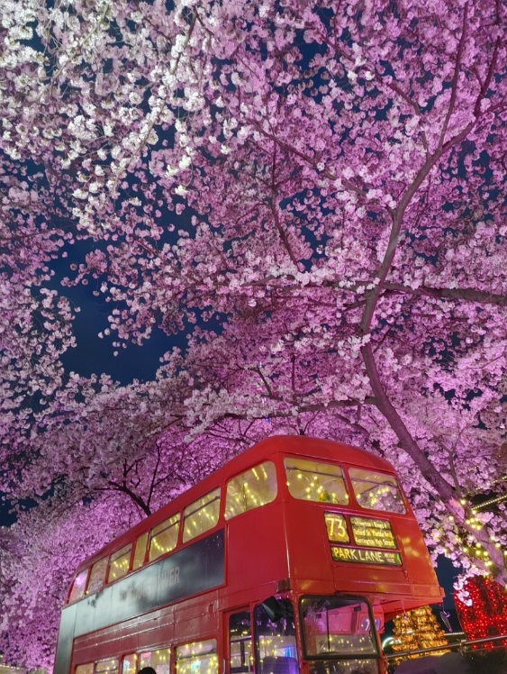 2023년벚꽃개화시기
