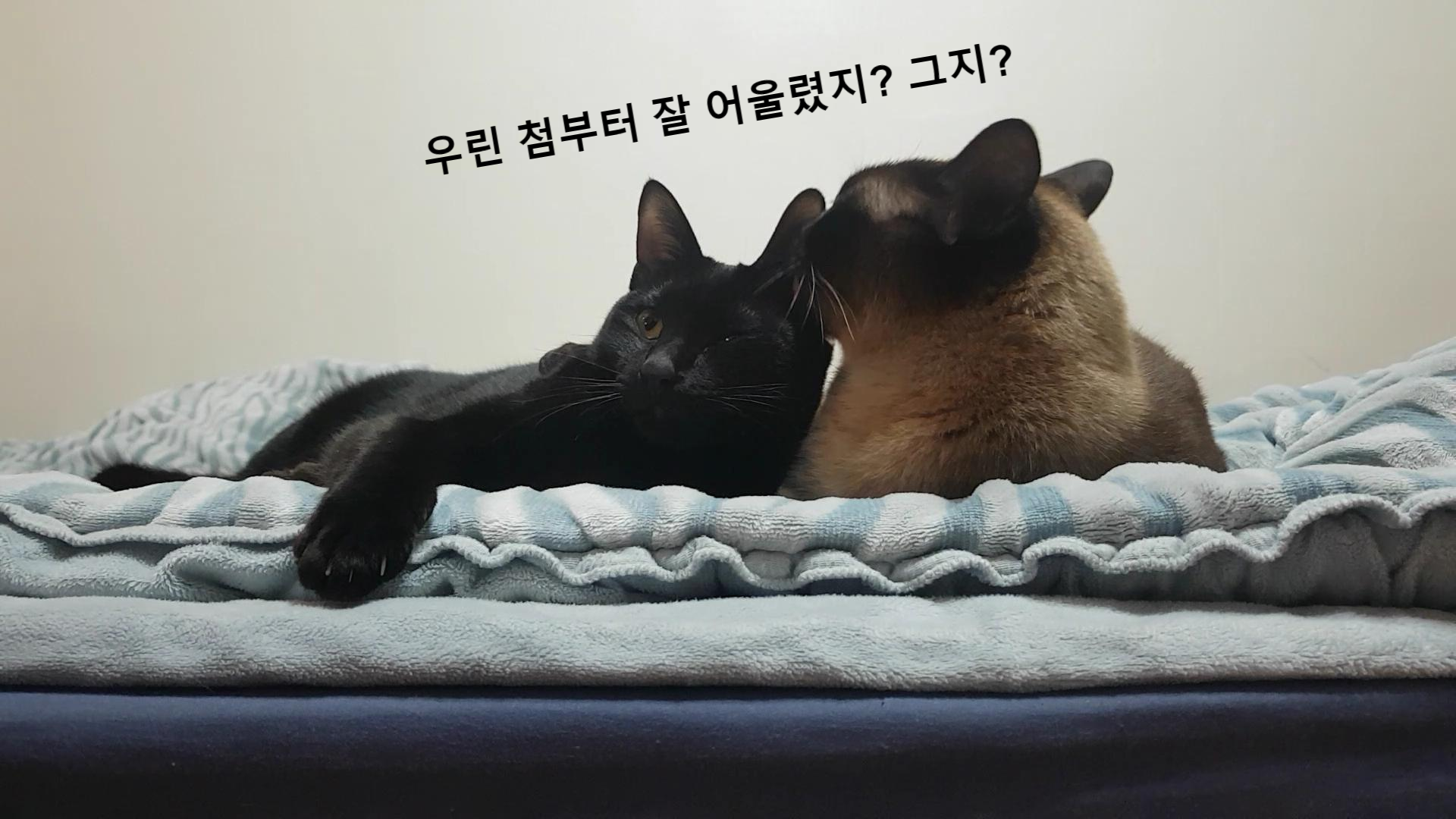  고양이 합사 - 꼭 격리를 해야 하나요?, 합사 성공과 실패의 경우, 성묘와 아기 고양이 합사, 성묘와 성묘 합사