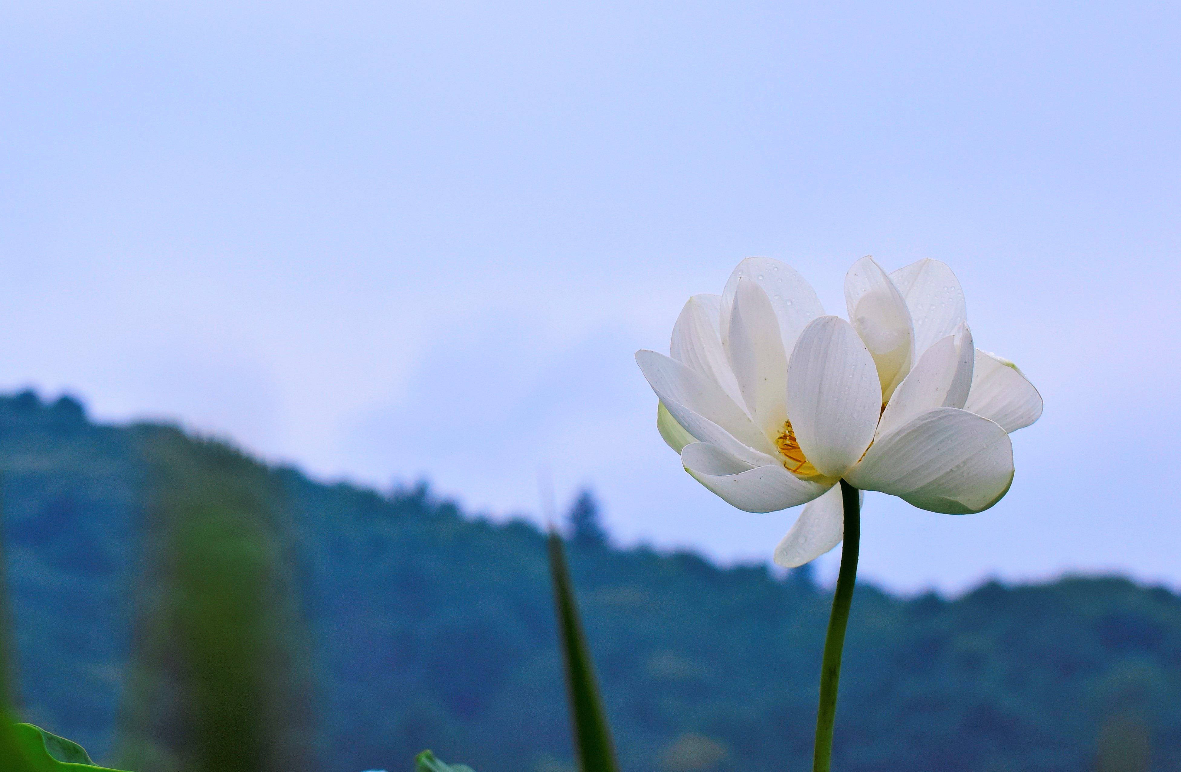연화랑 이미지