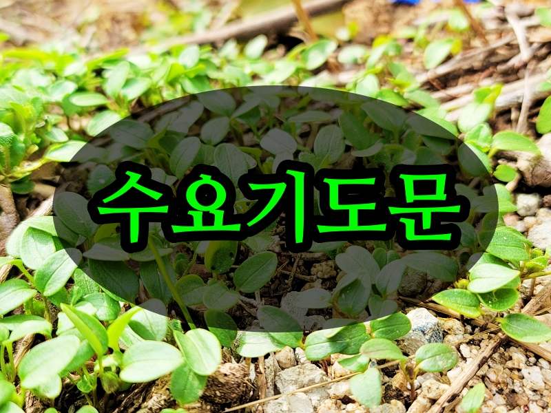  수요기도문 3월 첫주