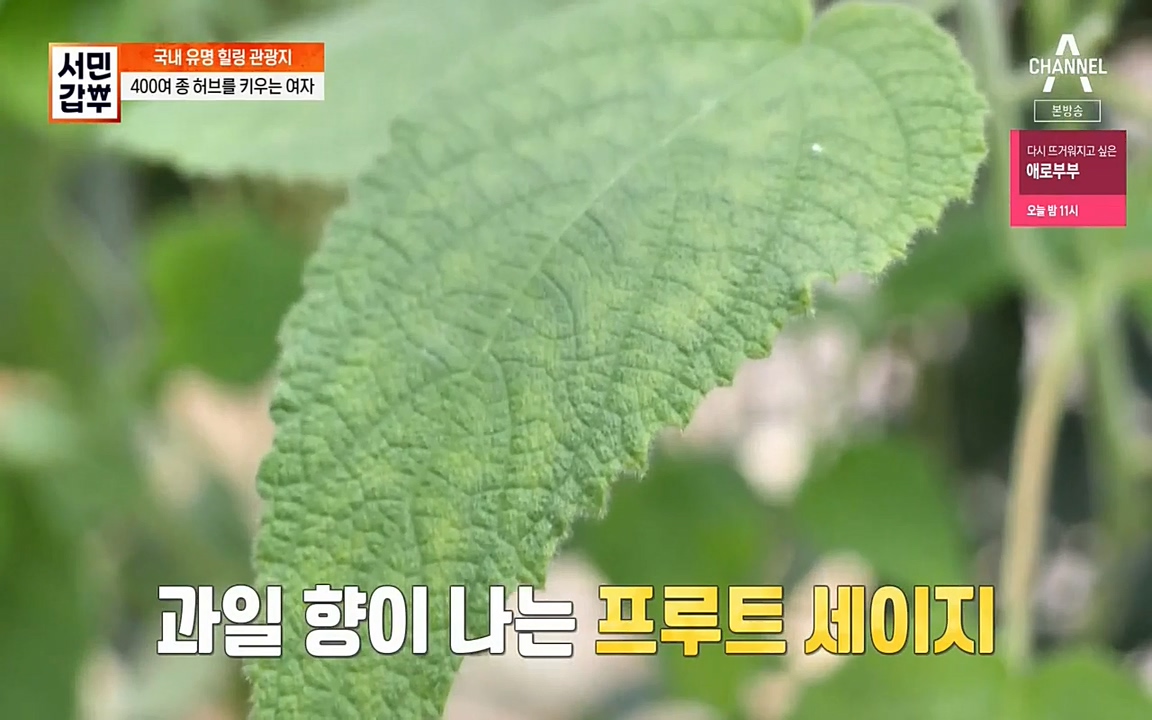 서민 갑부.E380.220424p-NEXT.mp4_20220424_181938.127.jpg