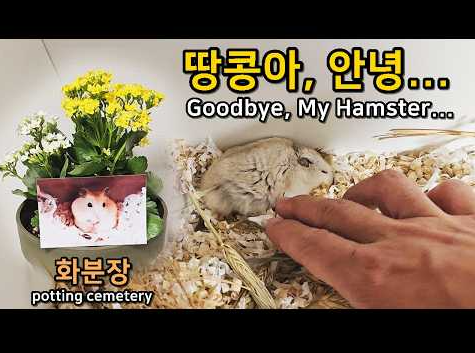 햄스터 화분장
