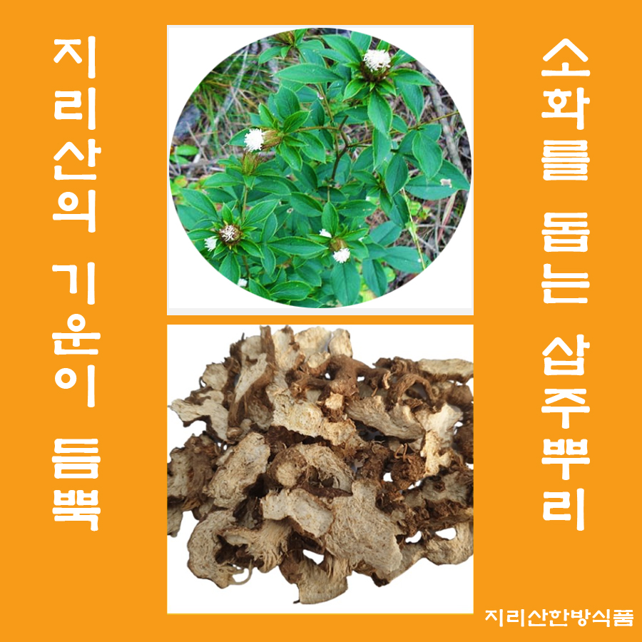  삽주. 삽주뿌리 차의 효능