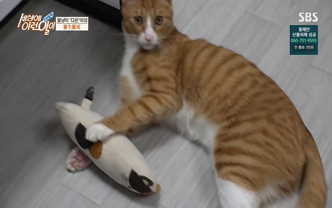 순간포착 세상에 이런일이.E1171.220316p-NEXT.mp4_20220316_184923.041.jpg