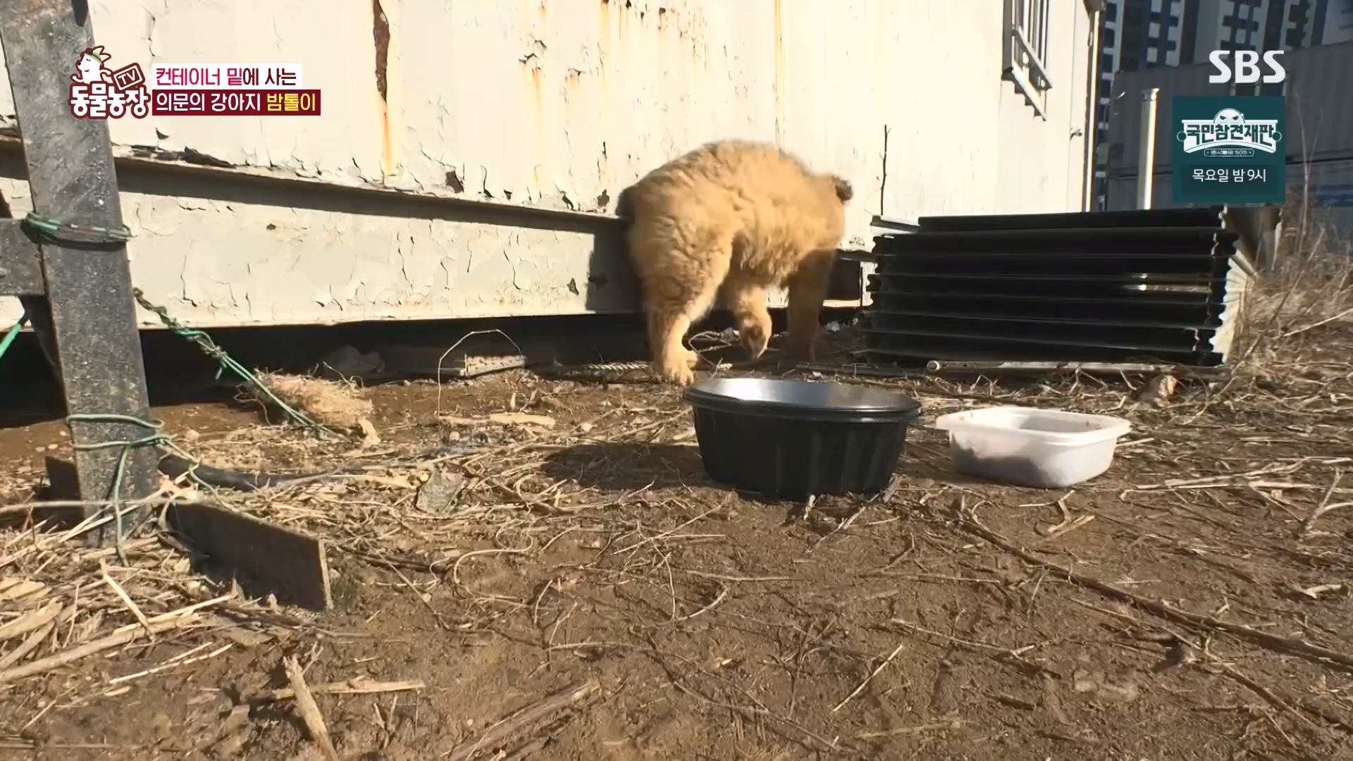 TV 동물농장.E1160.240225p.H264-F1RST.mp4_20240225_165119.047.jpg