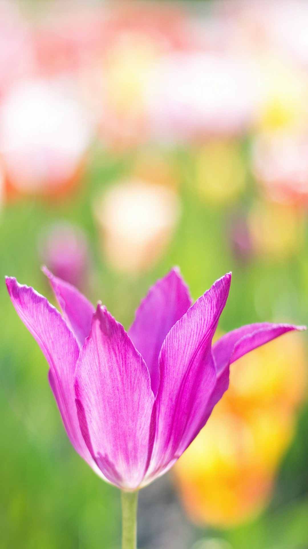 Tulip Flower iPhone Wallpaper