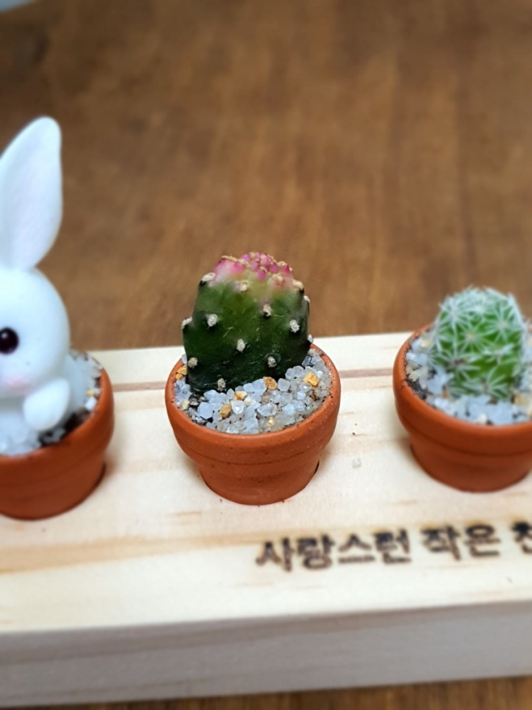 다육이 사이트 반려식물 초미니 5