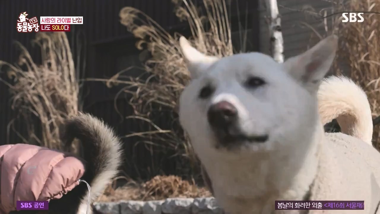 TV 동물농장.E1167.240415p-NEXT.mp4_20240414_160917.197.jpg